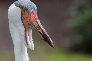 Gerdanlı turna portre