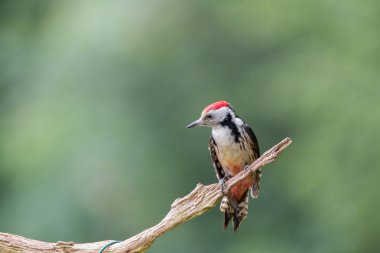Orta benekli ağaçkakan