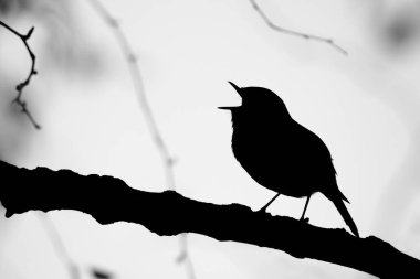 Biraz robin gerdan soyut