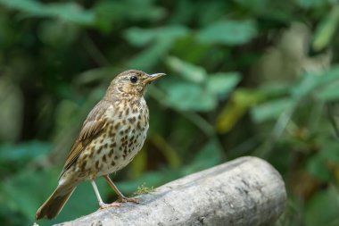 Şarkı pamukçuk portre