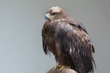 Bozkır kartalı portre