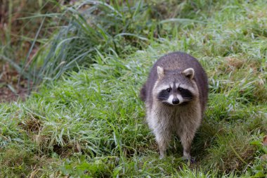 otların arasında oturan Rakun