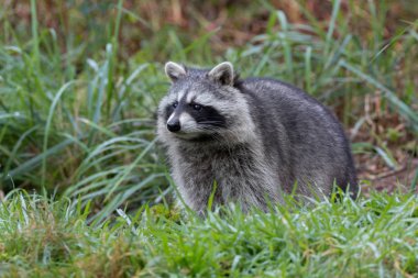 Rakun çim