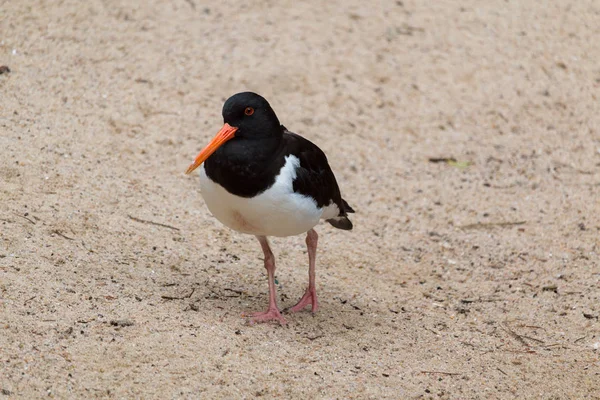 Avrasya oystercatcher portre
