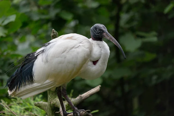 African sacred ibis — Stock Photo, Image