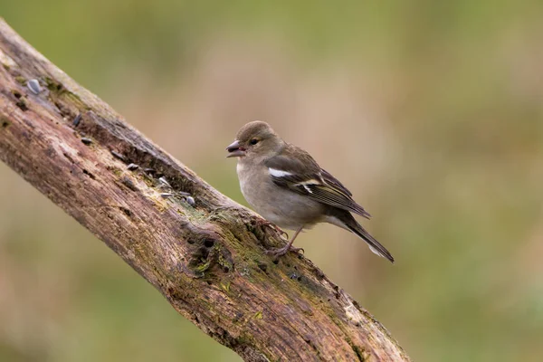 Загальні chaffinch портрет — стокове фото