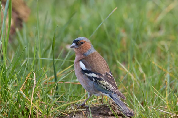 Загальні chaffinch портрет — стокове фото