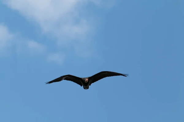 Ibis chauve du Sud volant — Photo