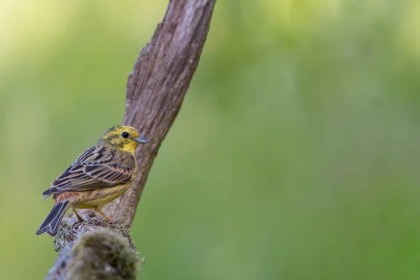 Yellowhammer assis sur une branche — Photo