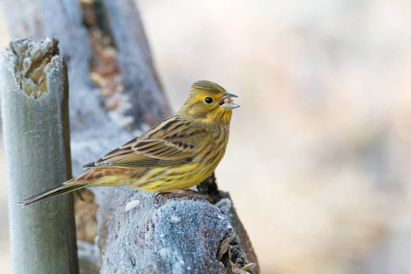 Bir yellowhammer portresi