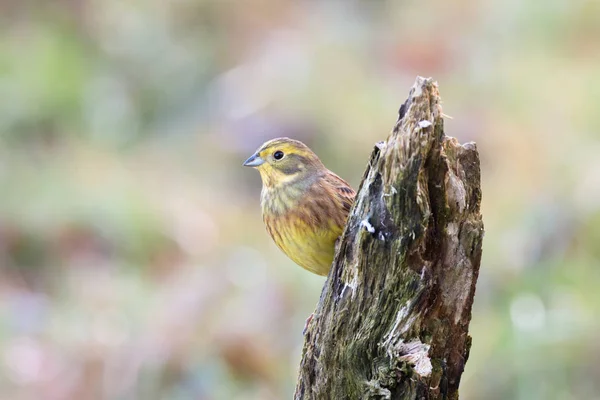 Yellowhammer siedzi na gałęzi — Zdjęcie stockowe