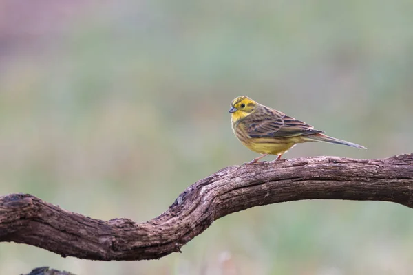 Yellowhammer assis sur une branche — Photo