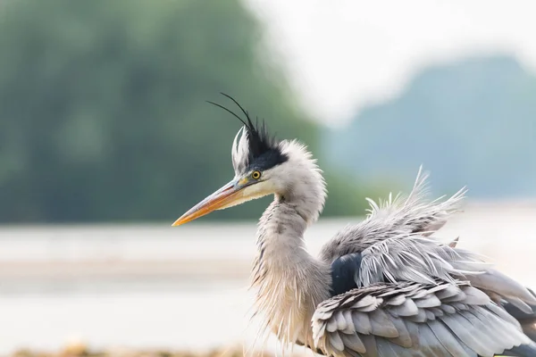 Grey heron portrait — Stock Photo, Image
