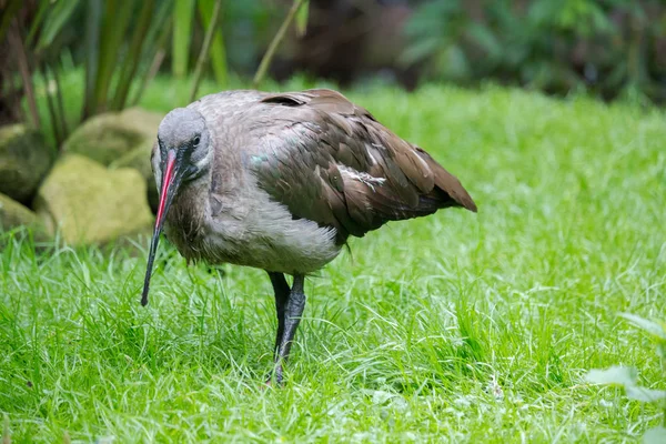 Retrato de Hadada ibis —  Fotos de Stock