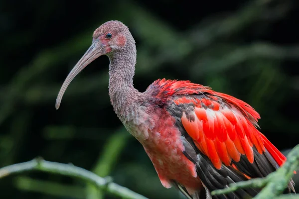 Cabeza de retrato ibis —  Fotos de Stock