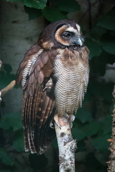 Brown wood owl — Stock Photo, Image