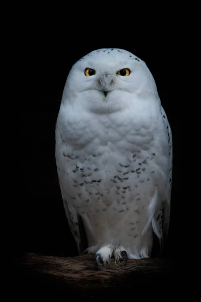 Portret Sowa śnieżna — Zdjęcie stockowe