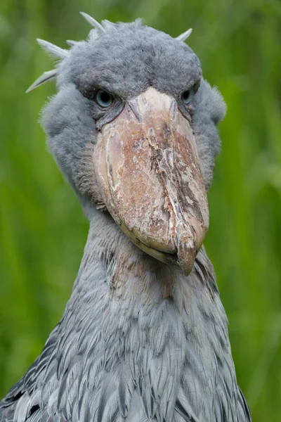 Shoebill στο γρασίδι — Φωτογραφία Αρχείου