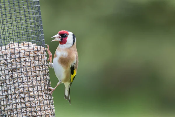 Портрет на Goldfinch — стокове фото