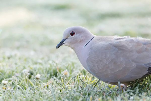 Eurasian collared dove portrait — Stock Photo, Image