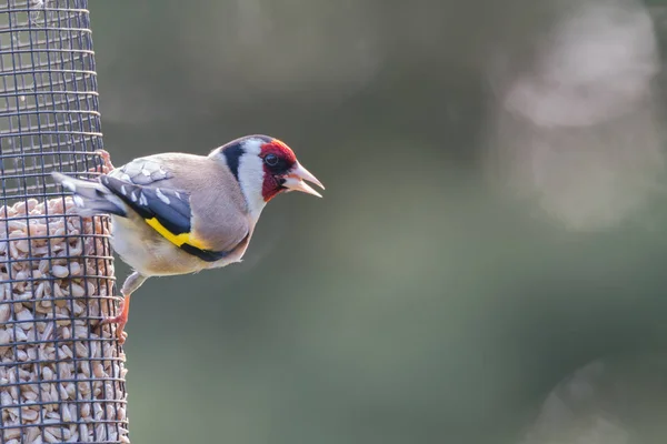 Портрет на Goldfinch — стокове фото