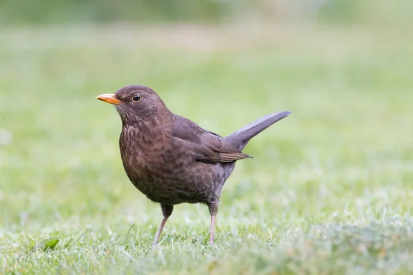 Загальні blackbird портрет — стокове фото