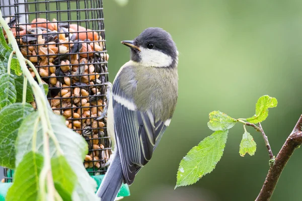 Gran tit comer en el jardín — Foto de Stock