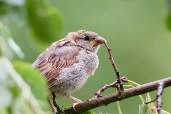 Sparrow on a branch — Stock Photo, Image