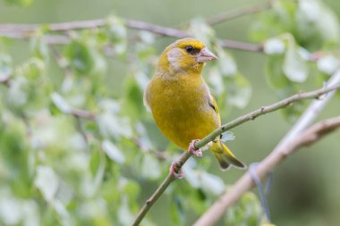 bir ağacın altında oturup greenfinch