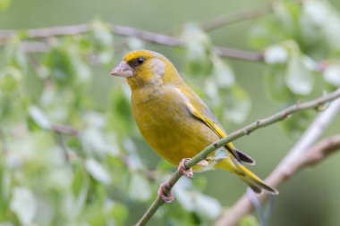 bir ağacın altında oturup greenfinch
