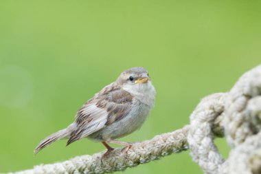 güneşli bir serçe