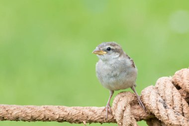 güneşli bir serçe