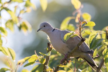 Avrasya yakalı güvercin