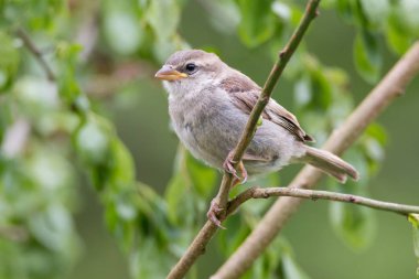 güneşli bir serçe