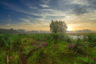 Ortasında bir ağaç olan cennet manzarası