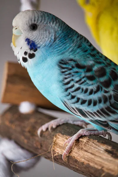 Retrato de un periquito azul sentado sobre una madera —  Fotos de Stock
