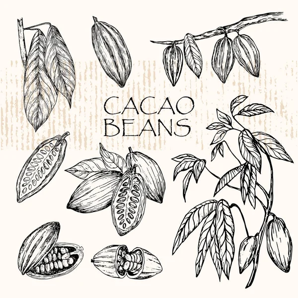 Illustrazione vettoriale. Fagioli di cacao trafilati a mano, foglie e rami di albero di cacao . — Vettoriale Stock