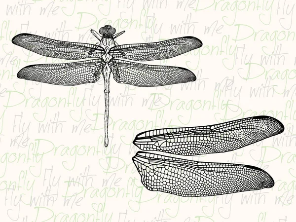 矢量图。蜻蜓和翅膀。笔风格矢量. — 图库矢量图片