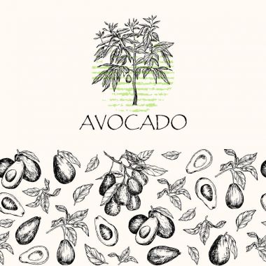 Vektör çizim. İzole avokado meyve ağacı, avokado yaprakları ve dalları. Dikişsiz desen unsuru.
