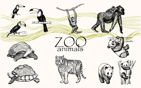 Set di animali monocromatici disegnati a mano vettoriale. Animali dello zoo: uccello tucano, scimpanzé, gorilla, panda, tartaruga . — Vettoriale Stock