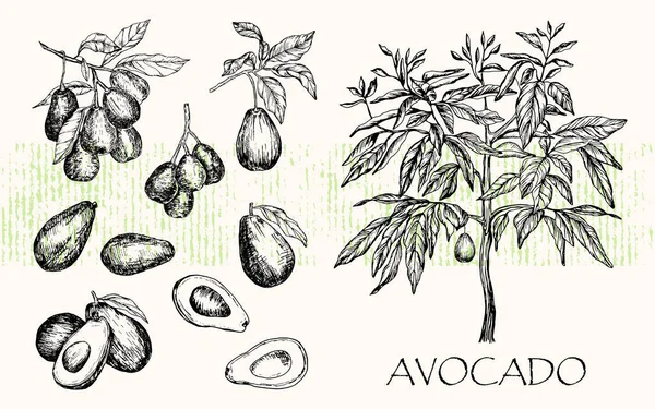 Vektoros illusztráció. Elszigetelt toll stílusban készült avokádó gyümölcsfa, avokádó levelek és ágak. — Stock Vector