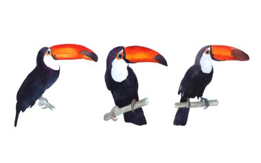 Beyaz zemin üzerine suluboya resim. Toucans brunch üzerinde. Elle çizilmiş kroki.