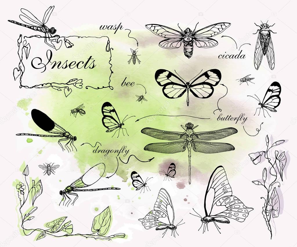 Vector illustration. Pen style drawing insects: bee, wasp, butterflies, dragonflies and cicadas. Watercolor texture background.