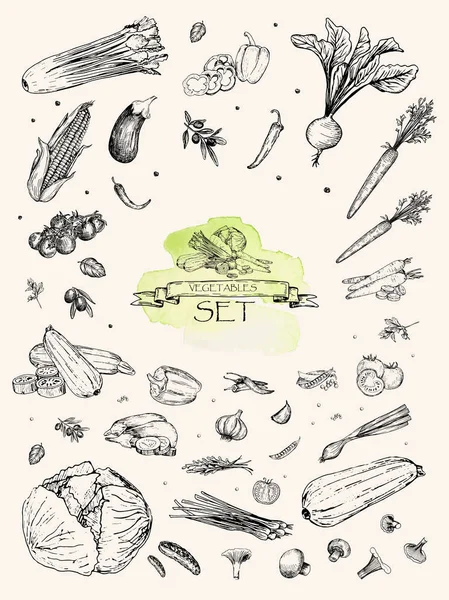 Vektorillustration. Skiss ritade grönsaker: morot, betor, peppar, selleri, ärter, lök, kål, tomat, zucchini, aubergine, majs. Penna stil vektorobjekt. — Stock vektor