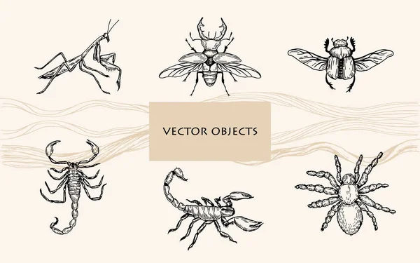 Ilustración vectorial. Objetos vectoriales estilo pluma. Escorpiones, araña tarántula, mantis, insectos . — Vector de stock