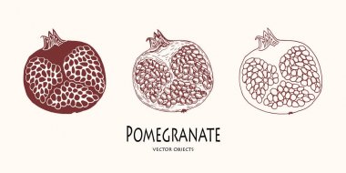 Vektör çizim. Nar farklı görünümlerini. Çizgi vektör nesnesi, sketch vektör.