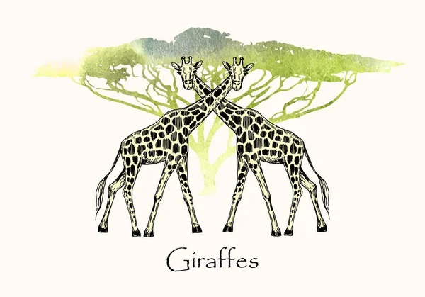 Vector illustration. Pen style drawn giraffes on watercolor style background. Watercolor safari tree silhouette. — Stock Vector