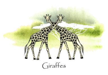 Vektör çizim. Vektör kalem stilini zürafalar suluboya stili arka plan üzerinde çizilmiş..