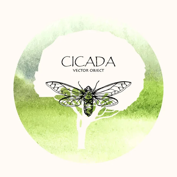 Ilustración vectorial. Cicadas. Dibujo estilo pluma vectorial . — Archivo Imágenes Vectoriales