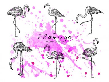 Flamingolar ayarlayın. Kalem stil vektör çizim. Vektör nesneleri.